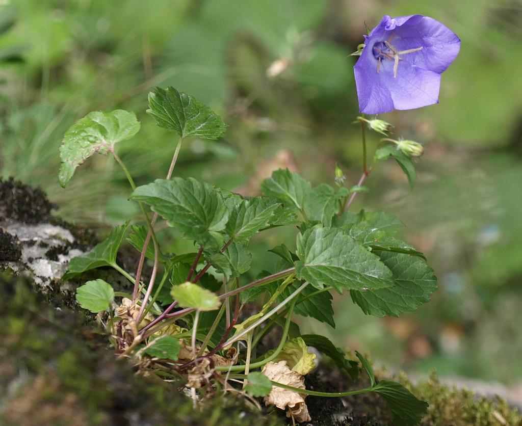 Erdély_2008_194.jpg - virág.