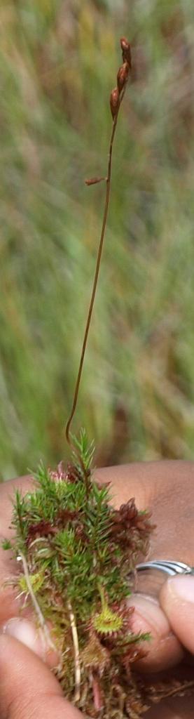 Erdély_2008_271.jpg - a húsevő.