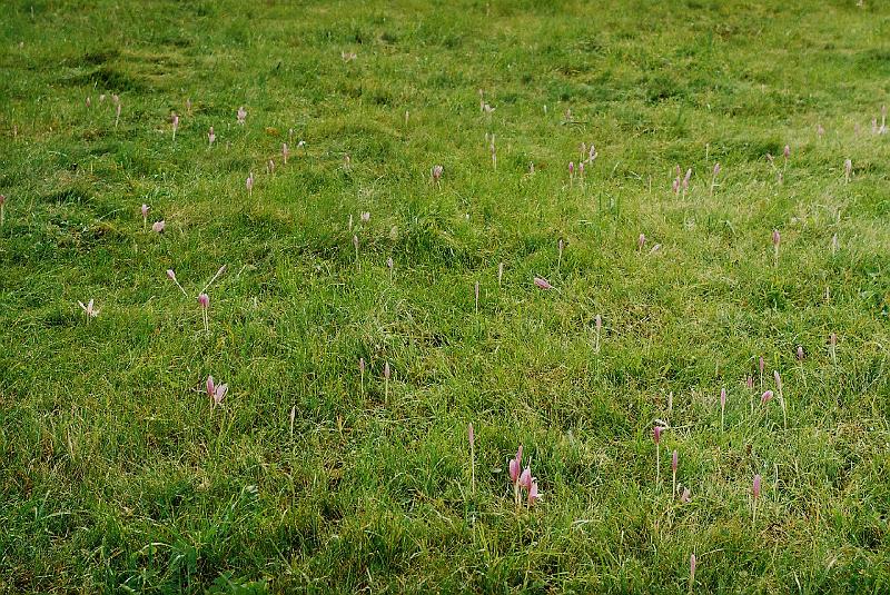 Erdély_2004_59.JPG - őszi kikericsek a mezőn.