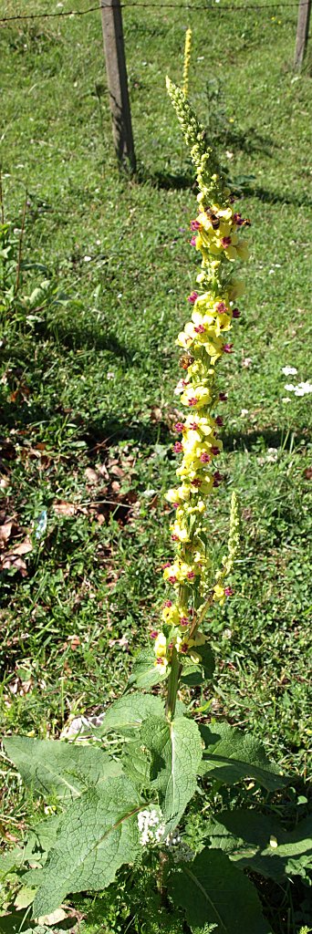 12.jpg - Útmenti virágok.